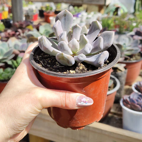 Graptoveria Cupido