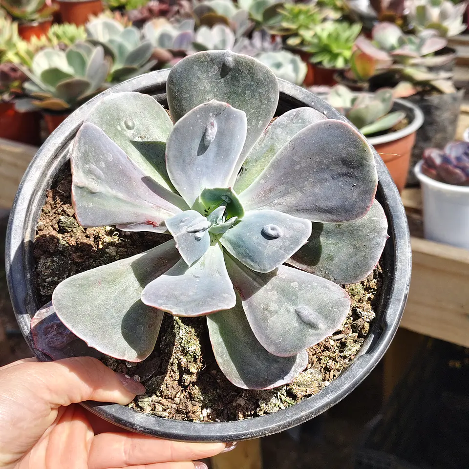 Echeveria Carunculada 1