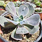 Echeveria Carunculada - Miniatura 3