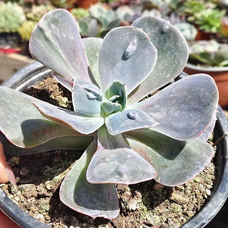 Echeveria Carunculada 3