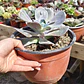 Echeveria Carunculada - Miniatura 2