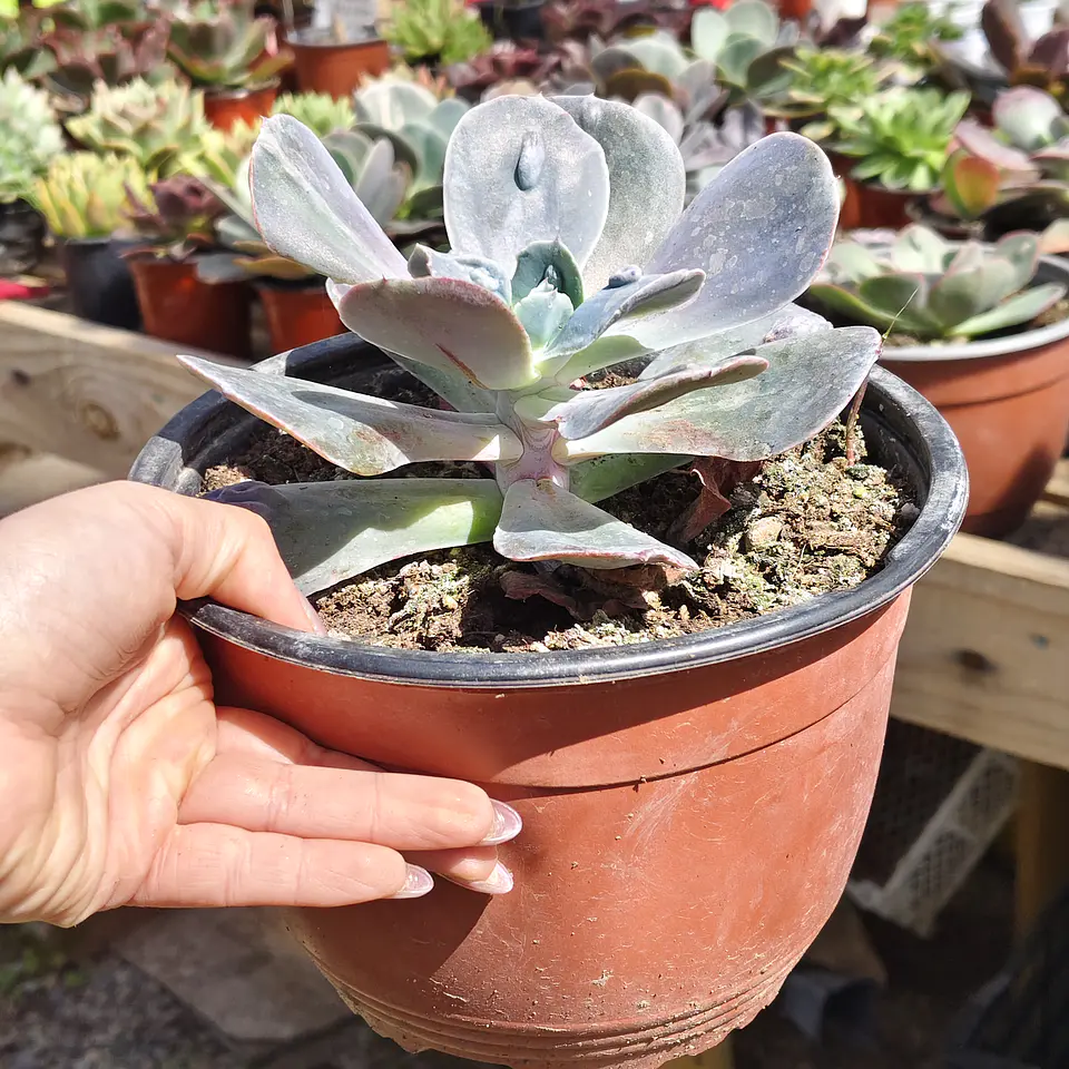 Echeveria Carunculada 2