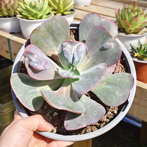 Echeveria hearts delight