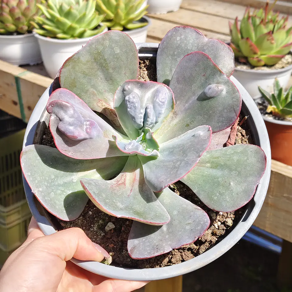 Echeveria hearts delight 1