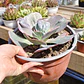 Echeveria hearts delight - Miniatura 2