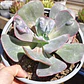Echeveria hearts delight - Miniatura 3