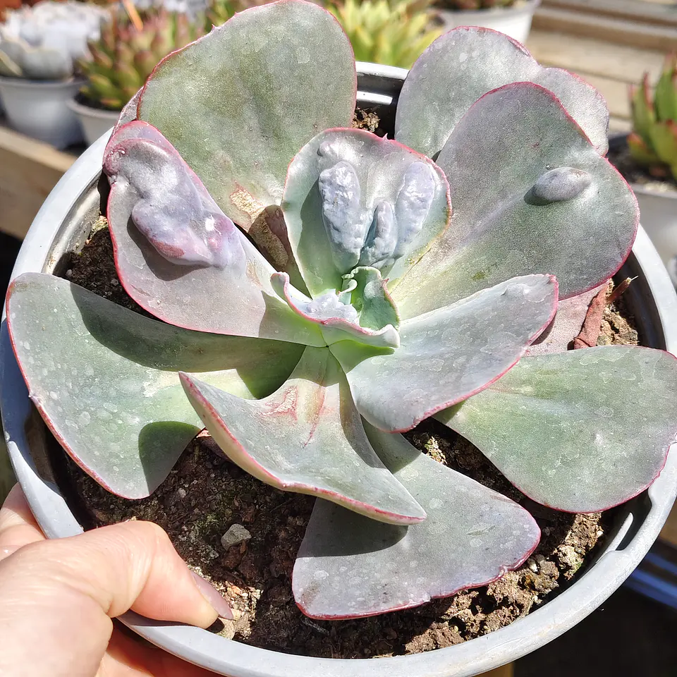 Echeveria hearts delight 3