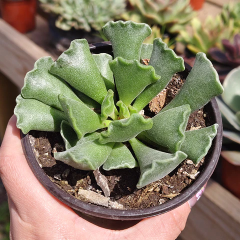 Andromischus Cristatus