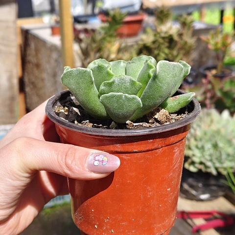 Andromischus Cristatus