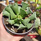 Andromischus Cristatus - Miniatura 3