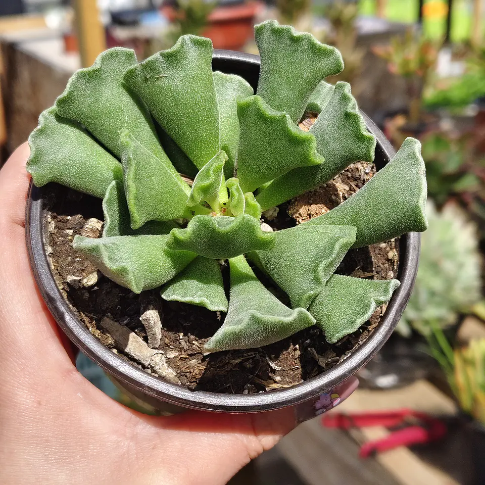 Andromischus Cristatus 3