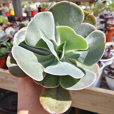 Echeveria Gibbiflora 