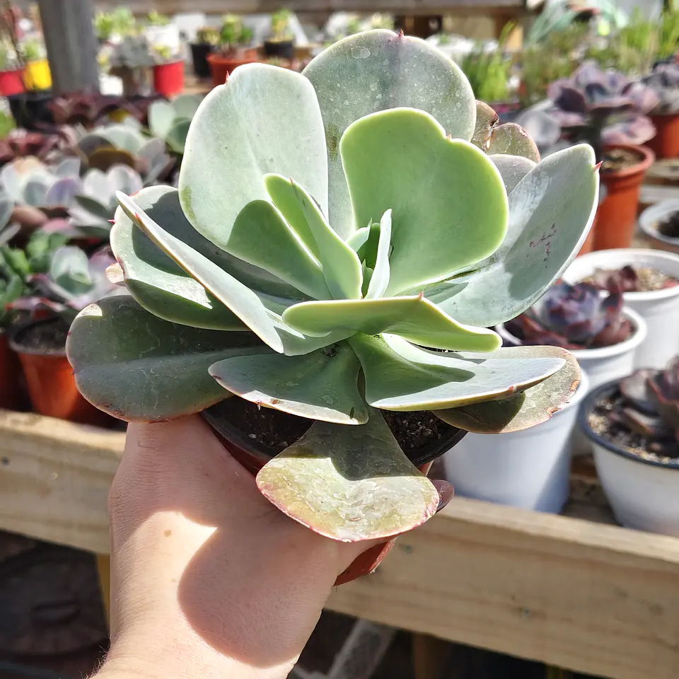 Echeveria Gibbiflora  5