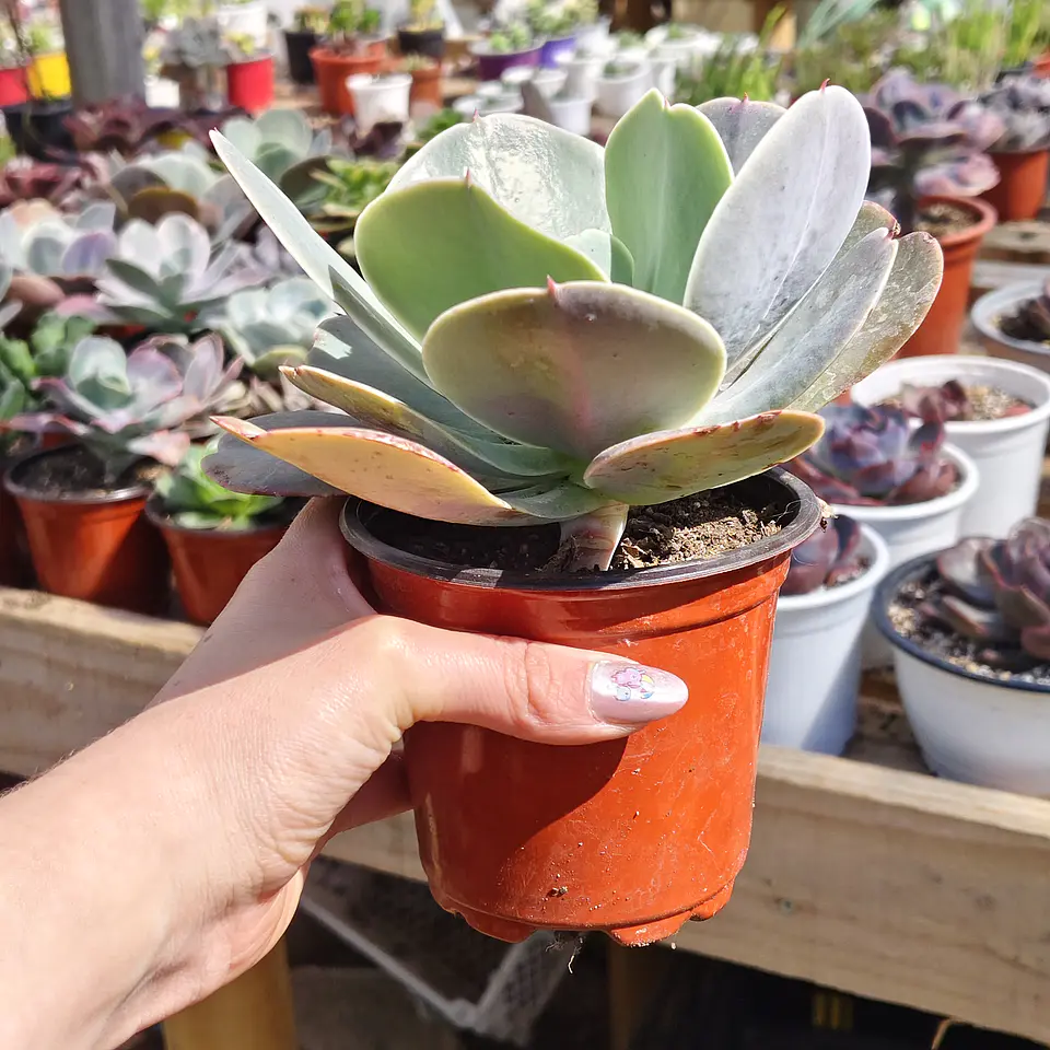 Echeveria Gibbiflora  4