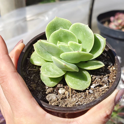 Echeveria Gilva