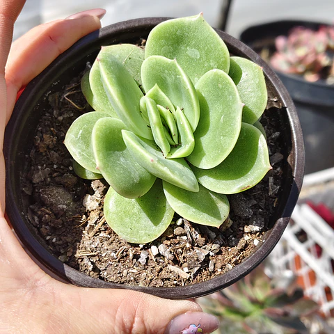 Echeveria Gilva
