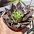 Echeveria Black Prince 