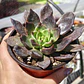 Echeveria Black Prince  - Miniatura 1