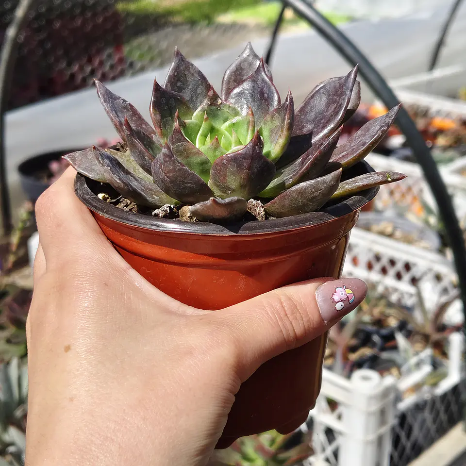 Echeveria Black Prince  4
