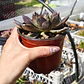 Echeveria Black Prince  - Miniatura 2