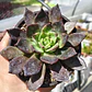 Echeveria Black Prince  - Miniatura 3