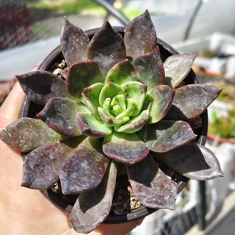 Echeveria Black Prince  3