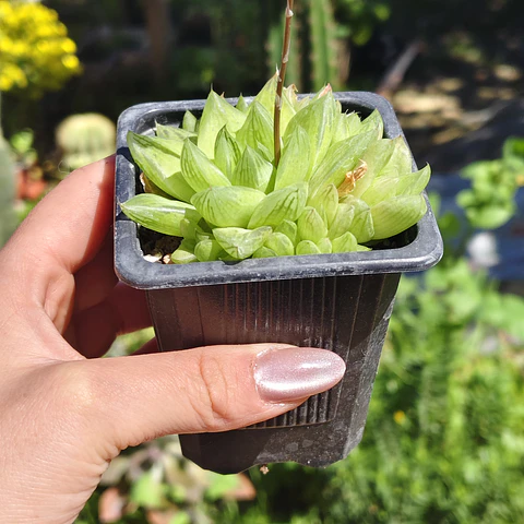 Haworthia Cymbiformis