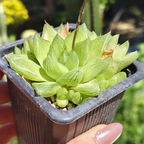 Haworthia Cymbiformis