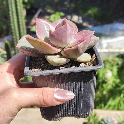 Graptovera Mr. Richard