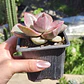 Graptovera Mr. Richard - Miniatura 2