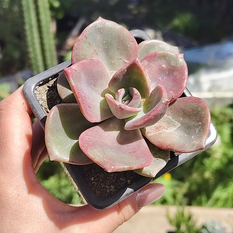 Graptovera Mr. Richard