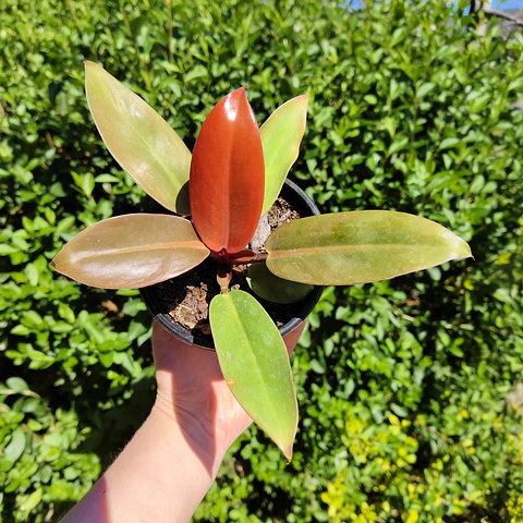 philodendron prince of orange 