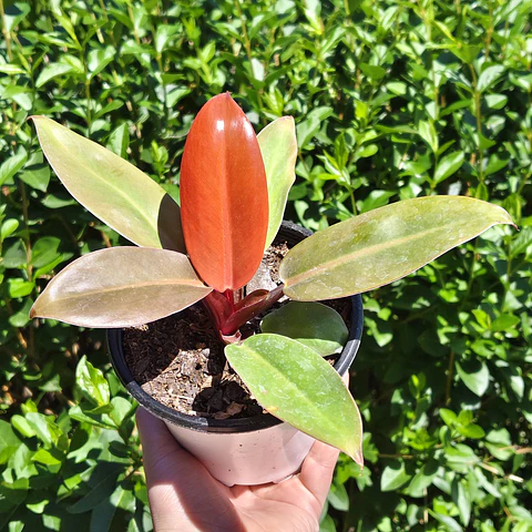 philodendron prince of orange 