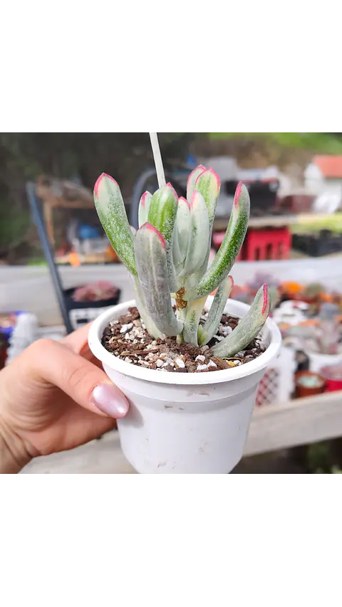 Cotyledon Orbiculata Flanaganii Variegada 