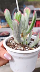 Cotyledon Orbiculata Flanaganii Variegada  - Miniatura 1