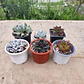 Pack 6 Echeverias  - Miniatura 2