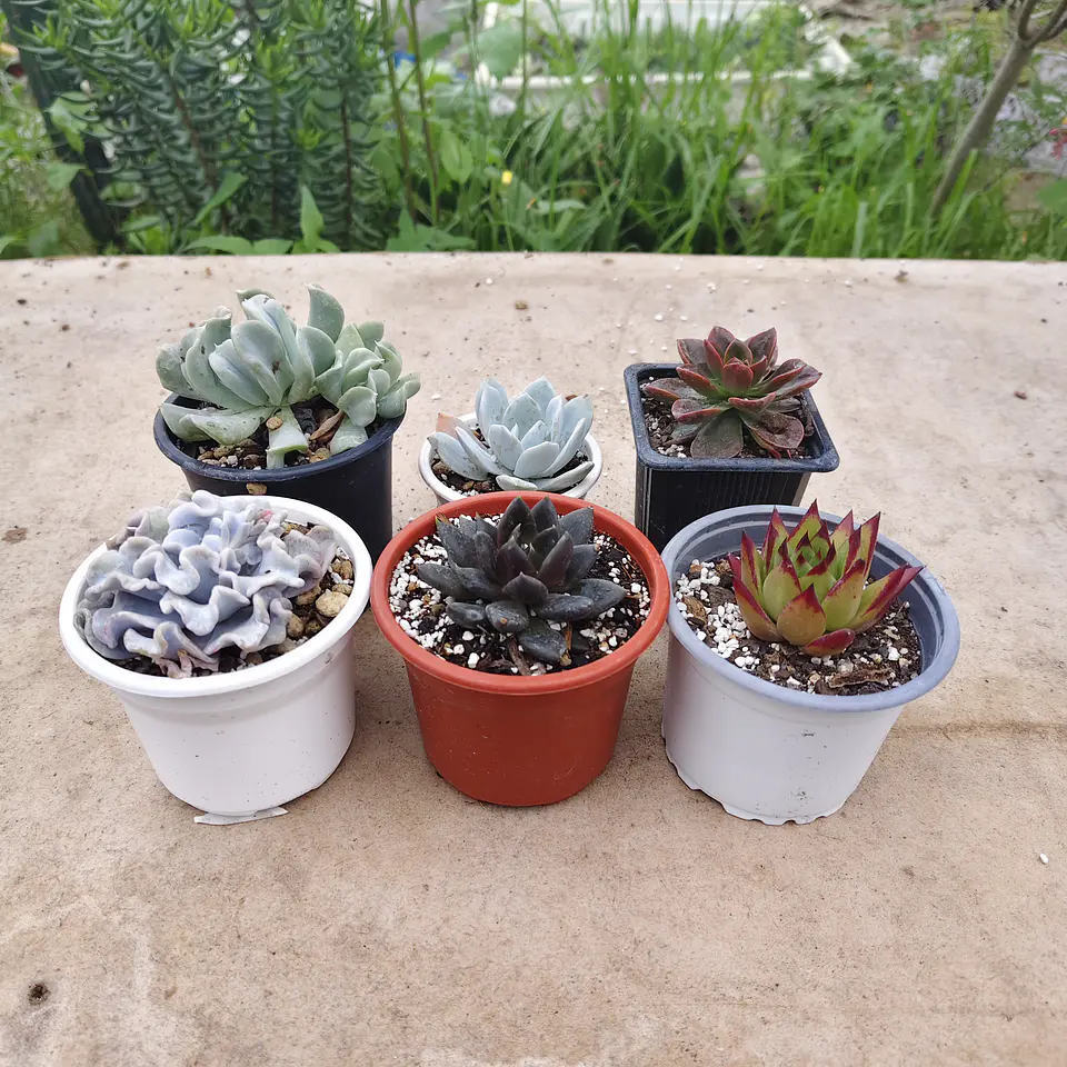 Pack 6 Echeverias  2