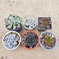 Pack 6 Echeverias  - Miniatura 1