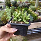 Crassula Nudicaulis Herrei  - Miniatura 1