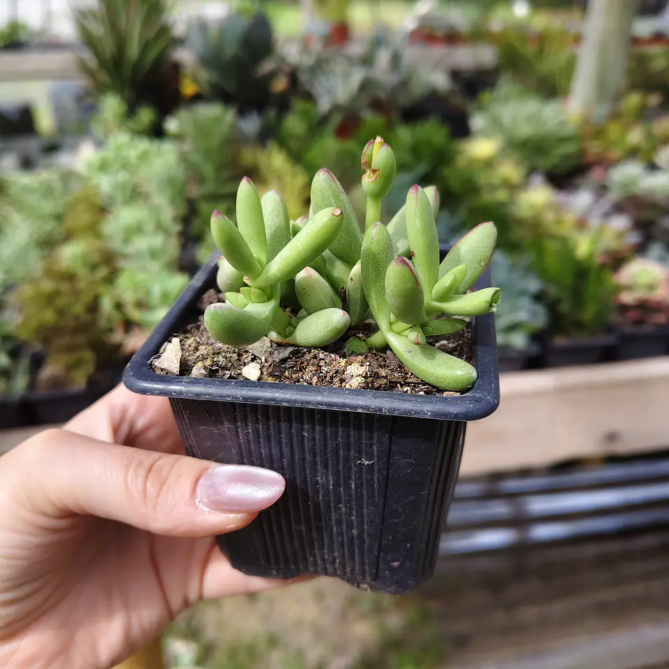 Crassula Nudicaulis Herrei  1