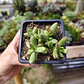 Crassula Nudicaulis Herrei  - Miniatura 2
