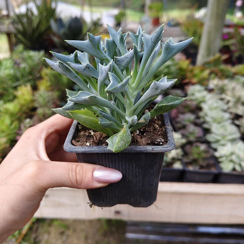 Senecio Kleiniiformis 