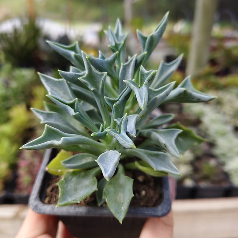 Senecio Kleiniiformis 