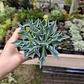 Senecio Kleiniiformis  - Miniatura 3