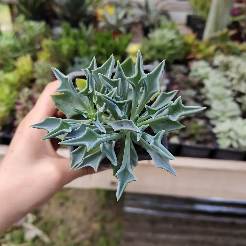 Senecio Kleiniiformis  3