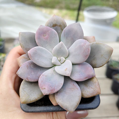 Graptopetalum Murasaki 