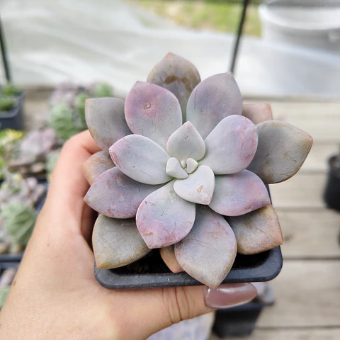 Graptopetalum Murasaki 