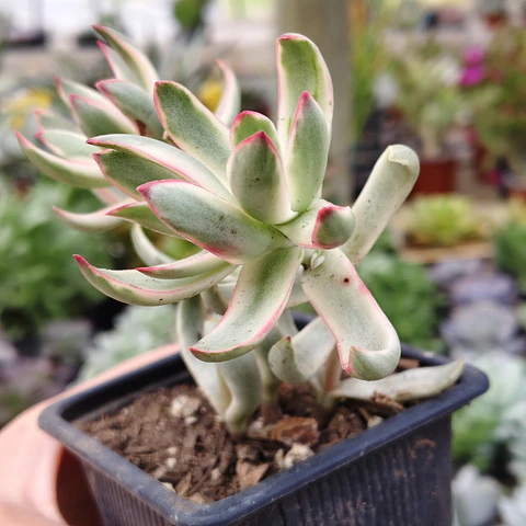 Crassula Candy Cane