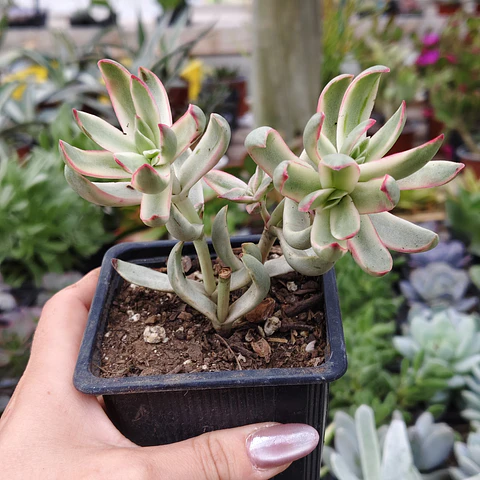Crassula Candy Cane