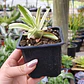 Crassula Capitella 